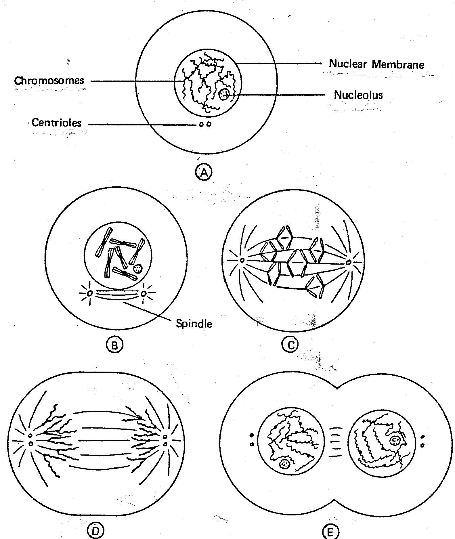 Cell Reproduction Worksheet Answers