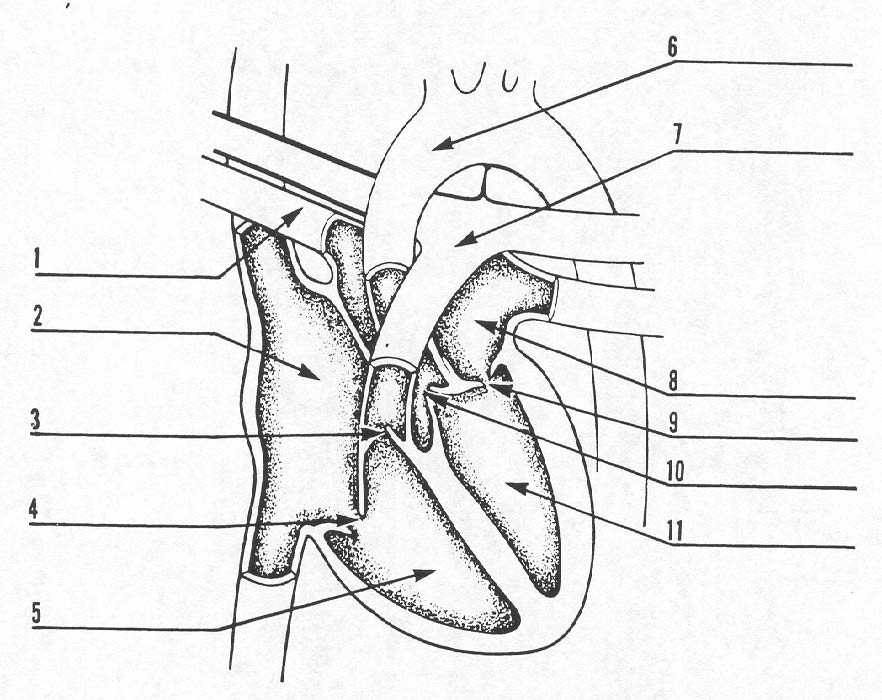 Blood Flow Through The Heart Blank Diagram ~ DIAGRAM