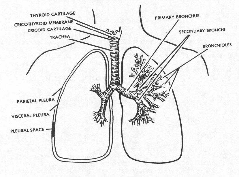 2-2. THE RESPIRATORY SYSTEM