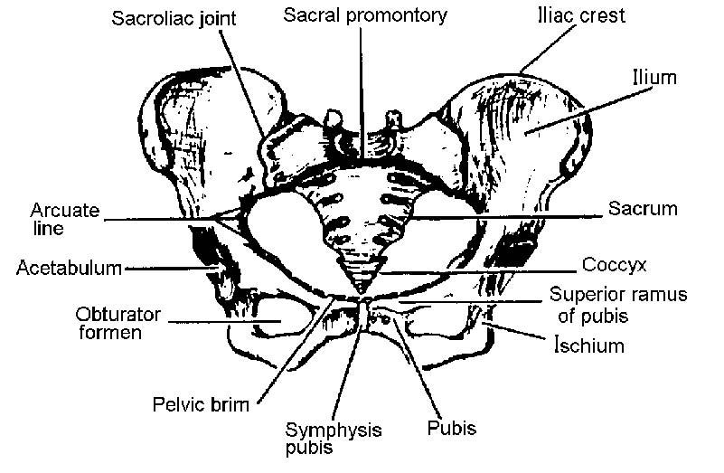 2-2. THE BONY PELVIS