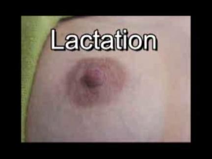 Lactation 